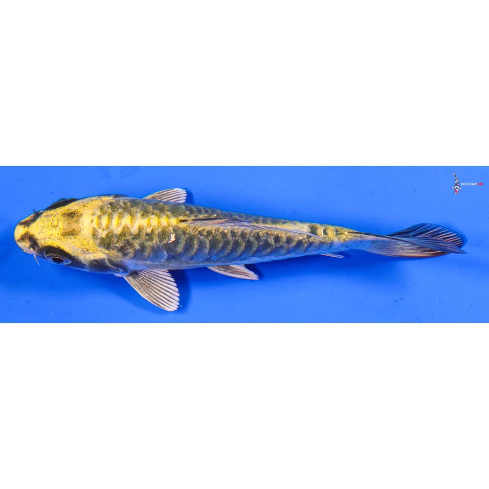 4.5” Imported Armor Scaled Ki Matsuba
