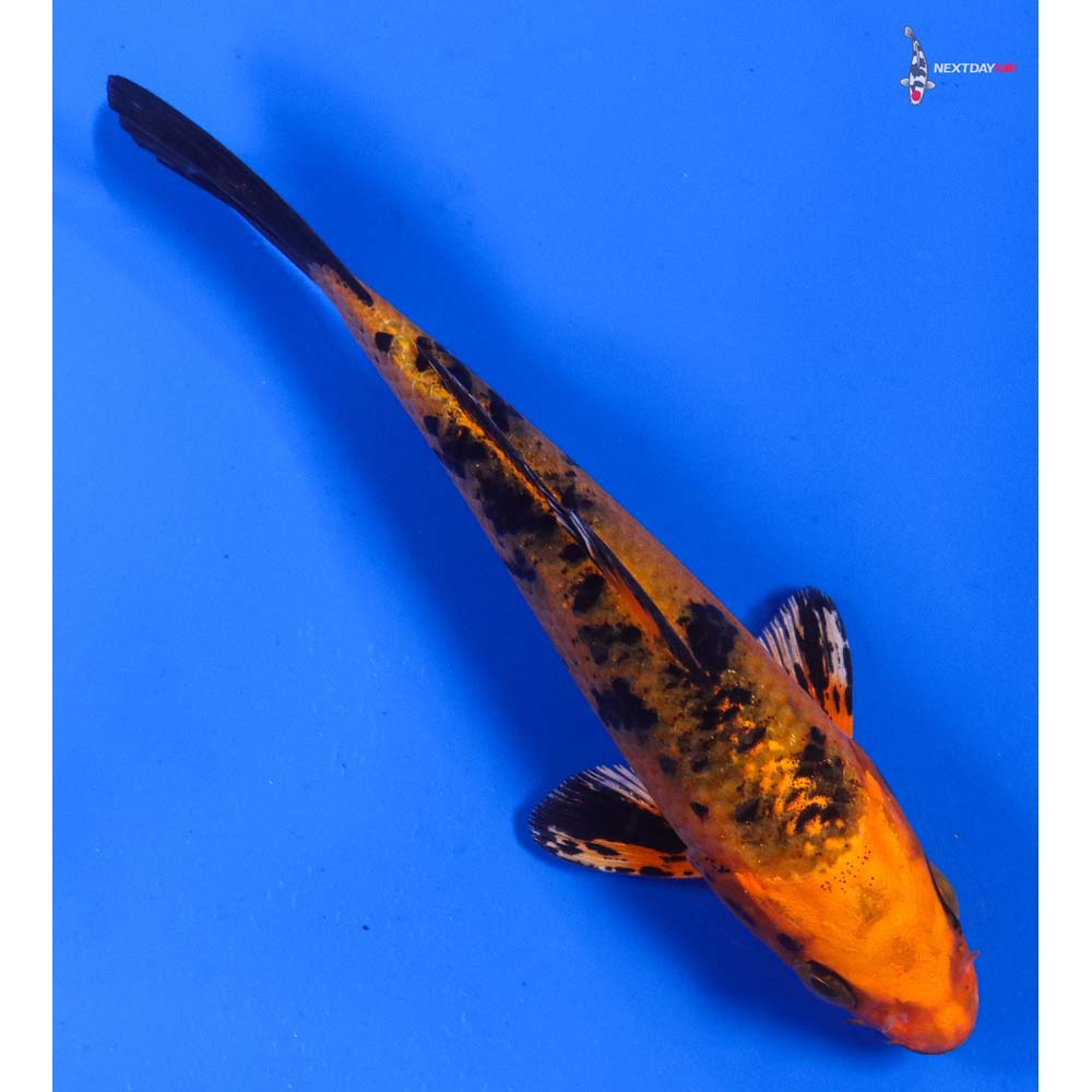 4.5” Imported Kin Aka Bekko