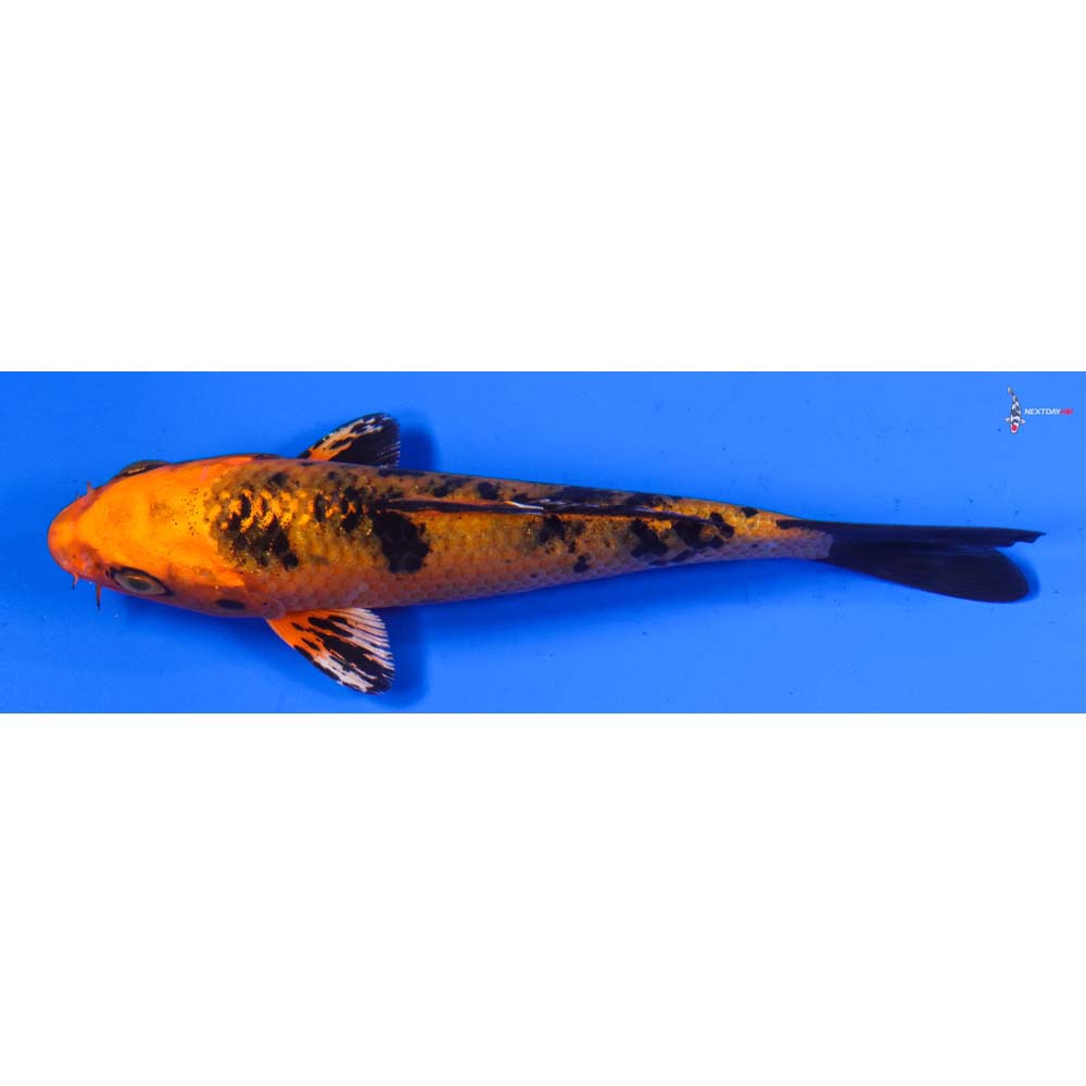 4.5” Imported Kin Aka Bekko