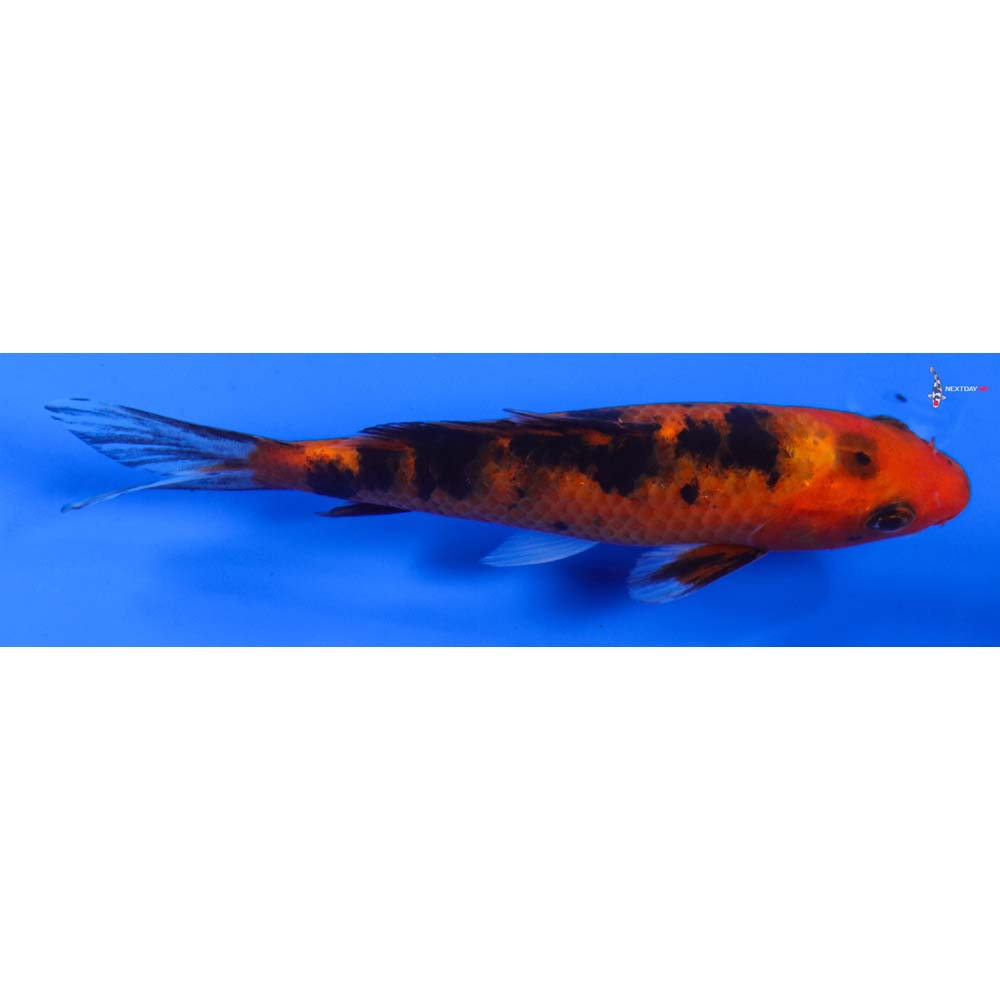 5” Imported Aka Bekko