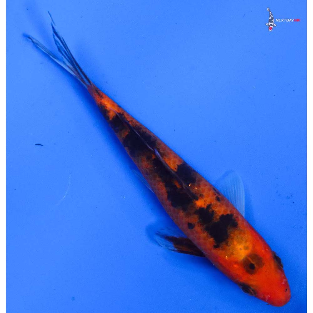 5” Imported Aka Bekko