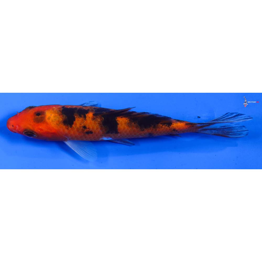 5” Imported Aka Bekko