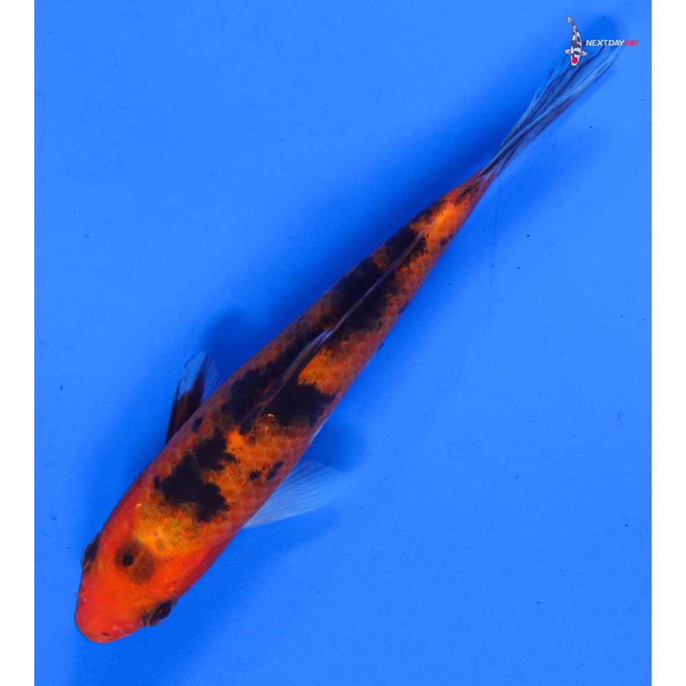 5” Imported Aka Bekko