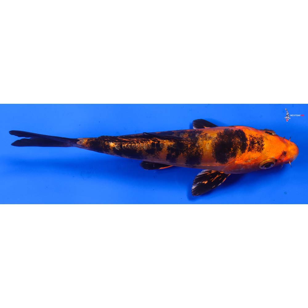 5.5” Imported Doitsu Kin Aka Bekko