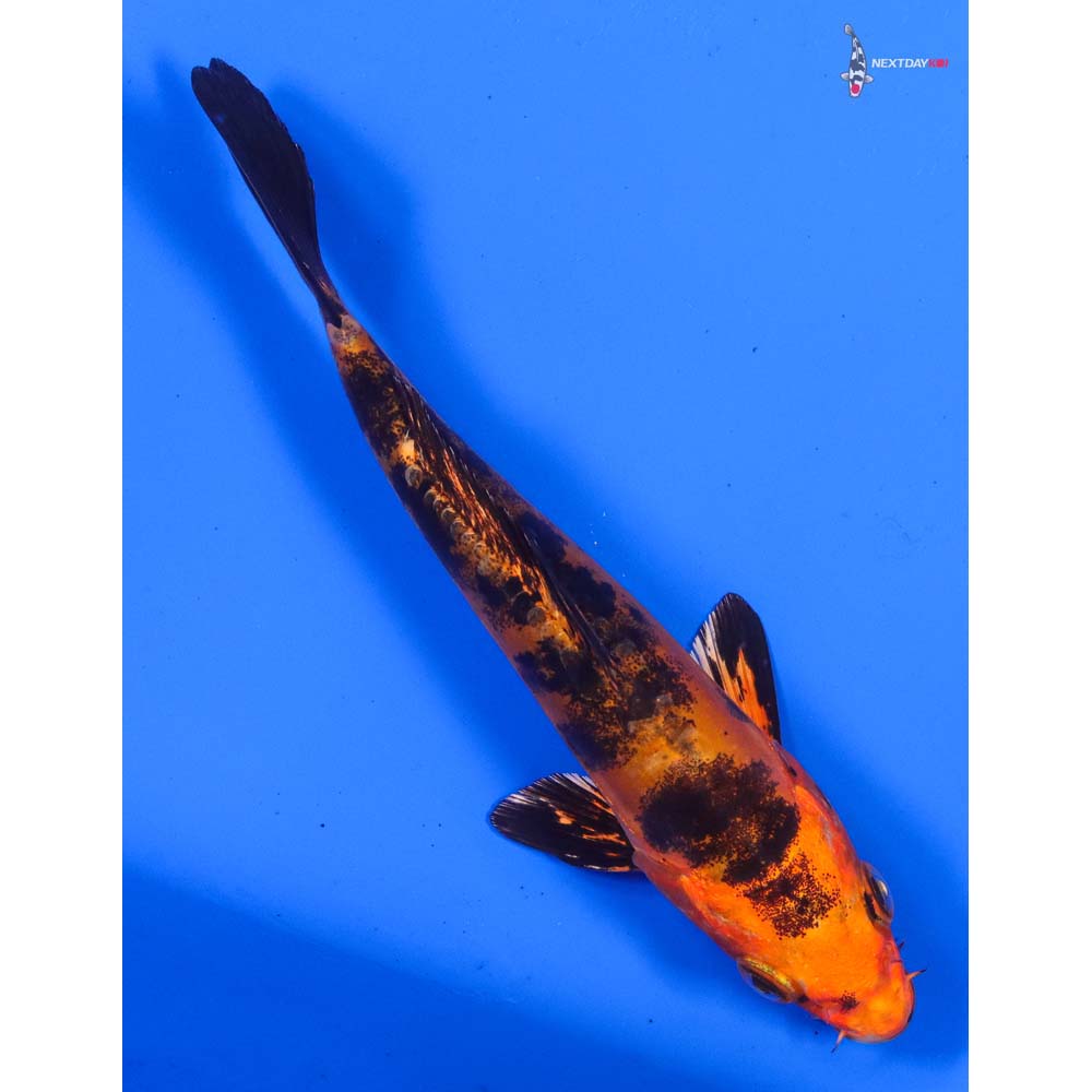 5.5” Imported Doitsu Kin Aka Bekko