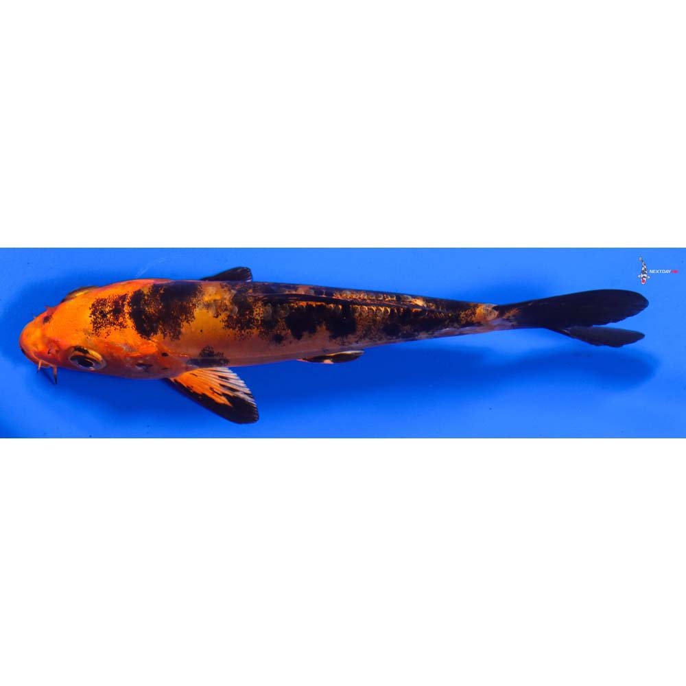 5.5” Imported Doitsu Kin Aka Bekko