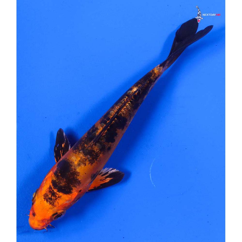 5.5” Imported Doitsu Kin Aka Bekko