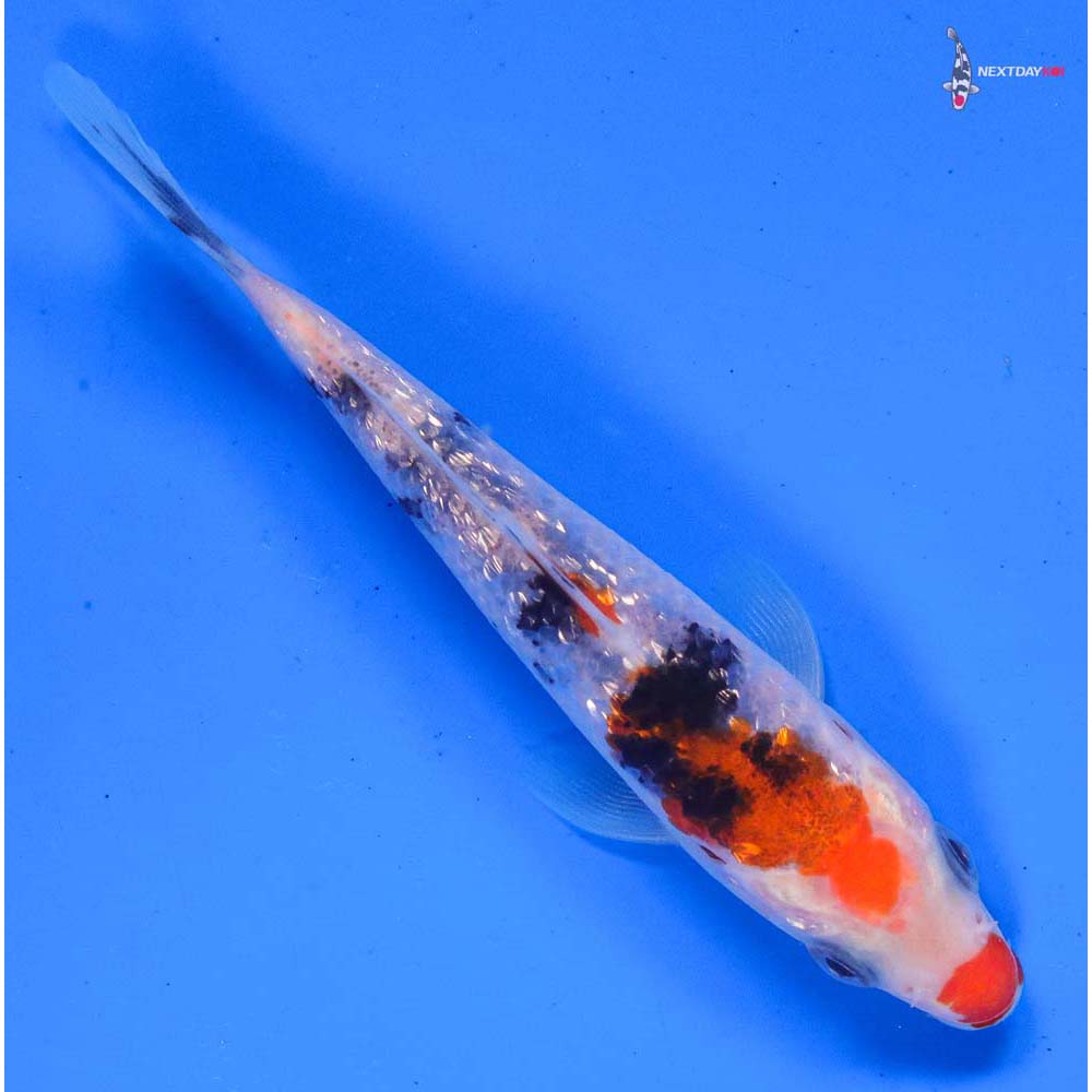 4 “Imported Gin Rin Sanke