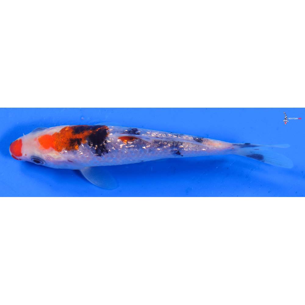 4 “Imported Gin Rin Sanke