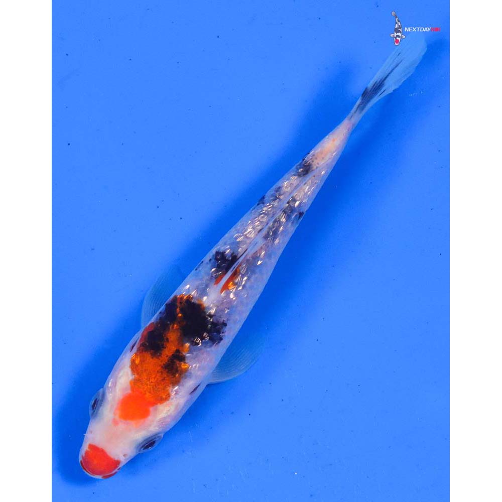 4 “Imported Gin Rin Sanke