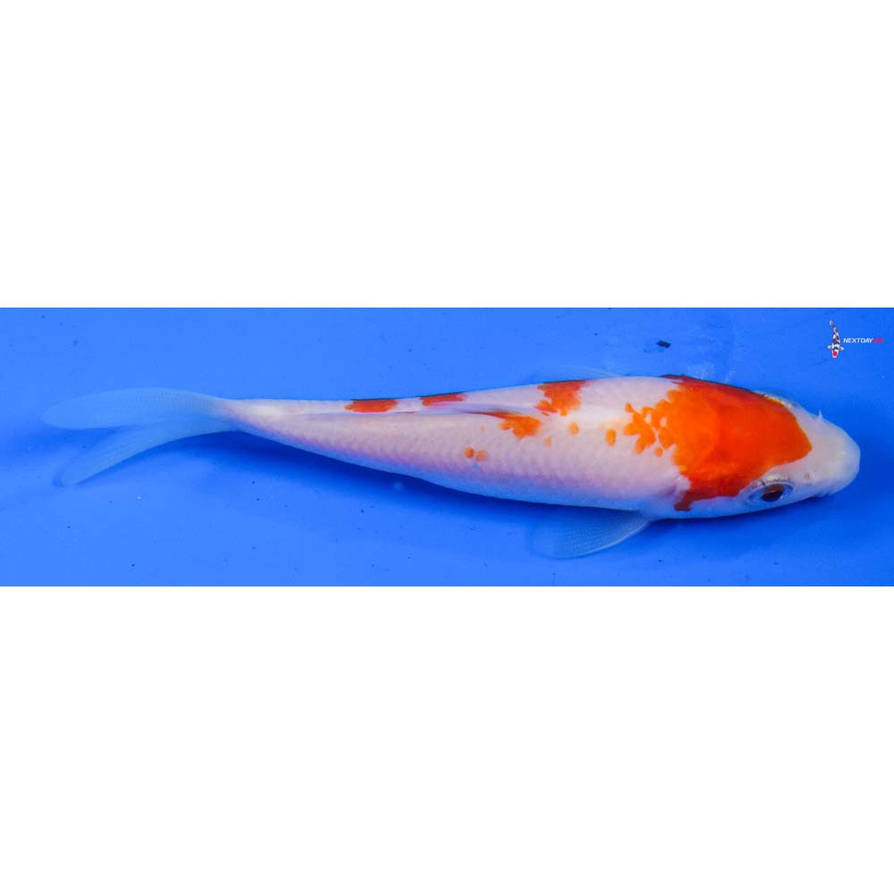 4” Imported Kohaku