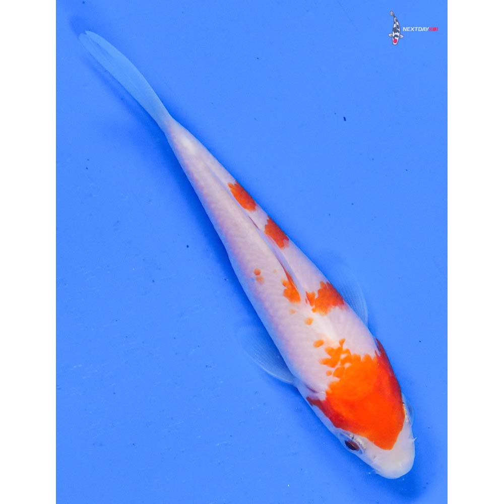 4” Imported Kohaku