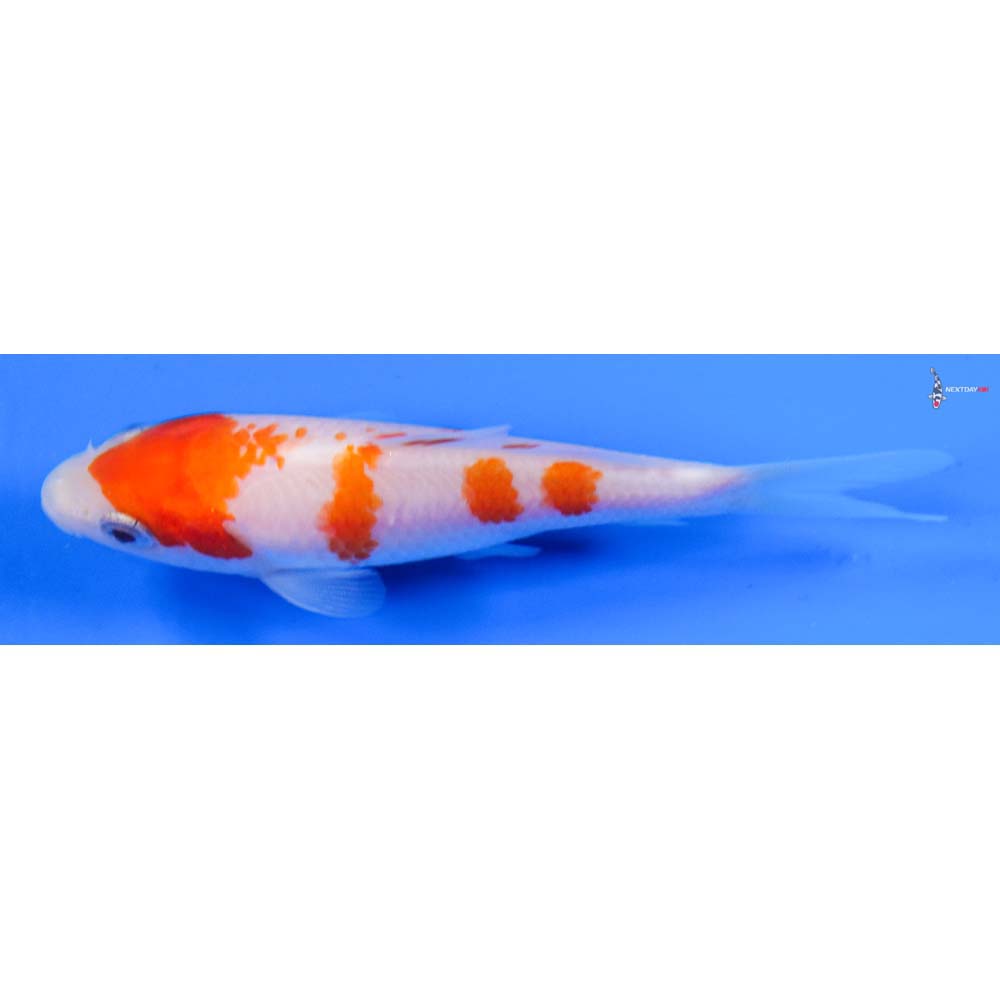 4” Imported Kohaku