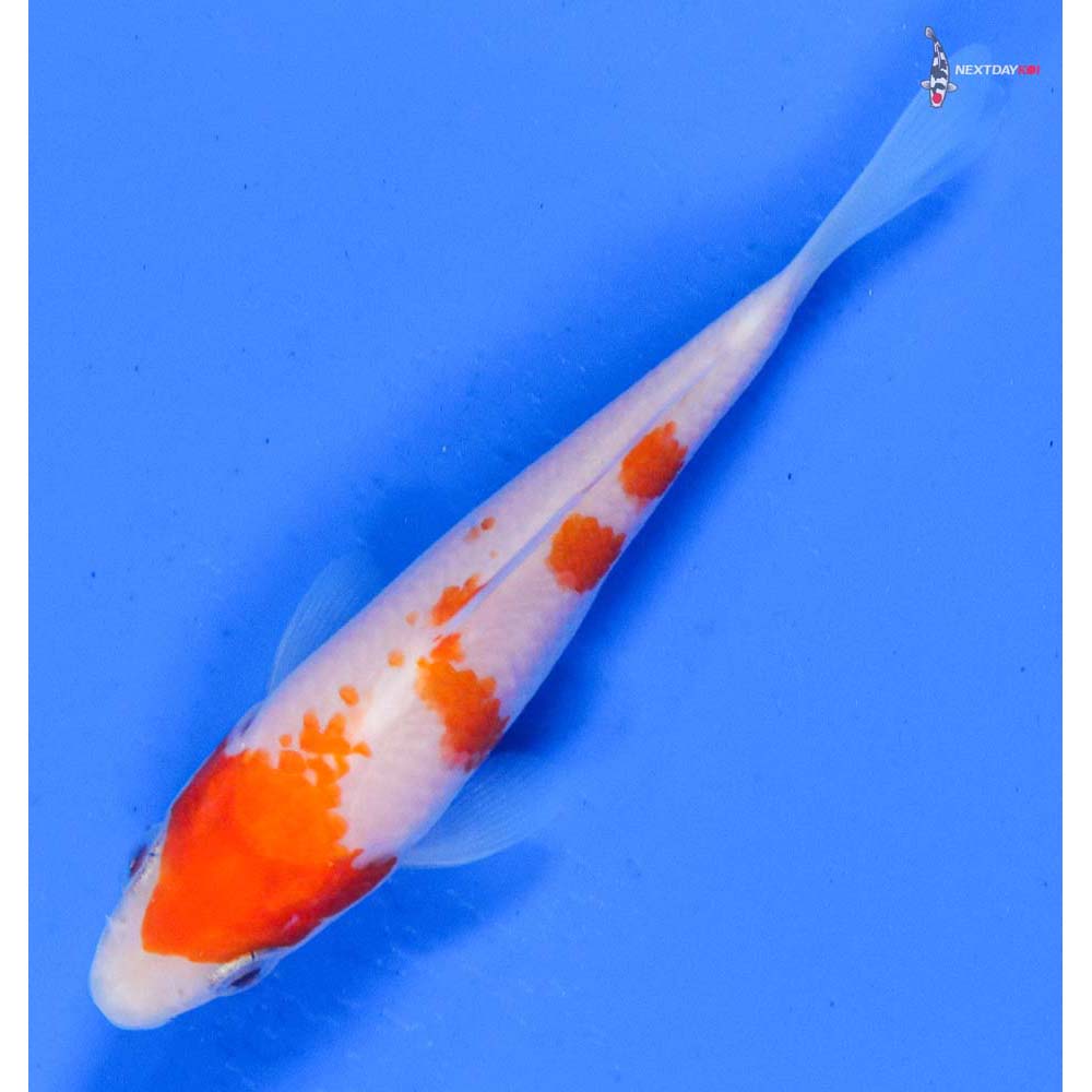 4” Imported Kohaku
