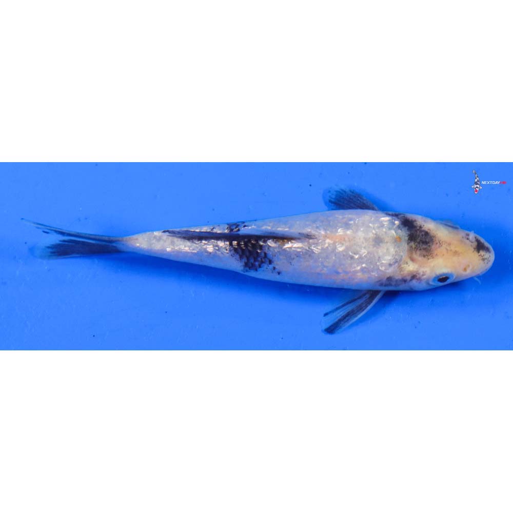 4” Imported Gin Rin Shiro Utsuri
