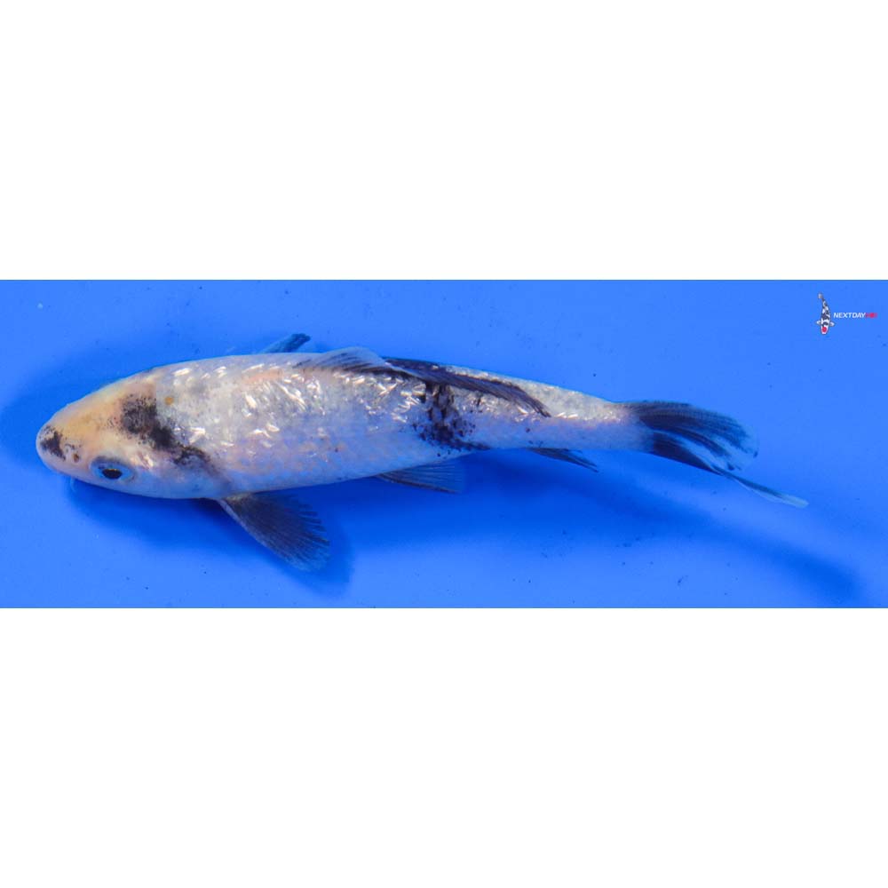 4” Imported Gin Rin Shiro Utsuri