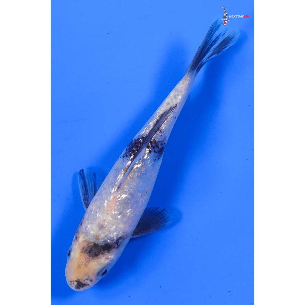 4” Imported Gin Rin Shiro Utsuri