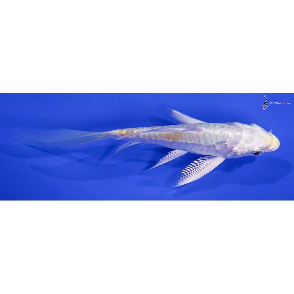 4” Imported Doitsu Lemon Hariwake Butterfly Koi