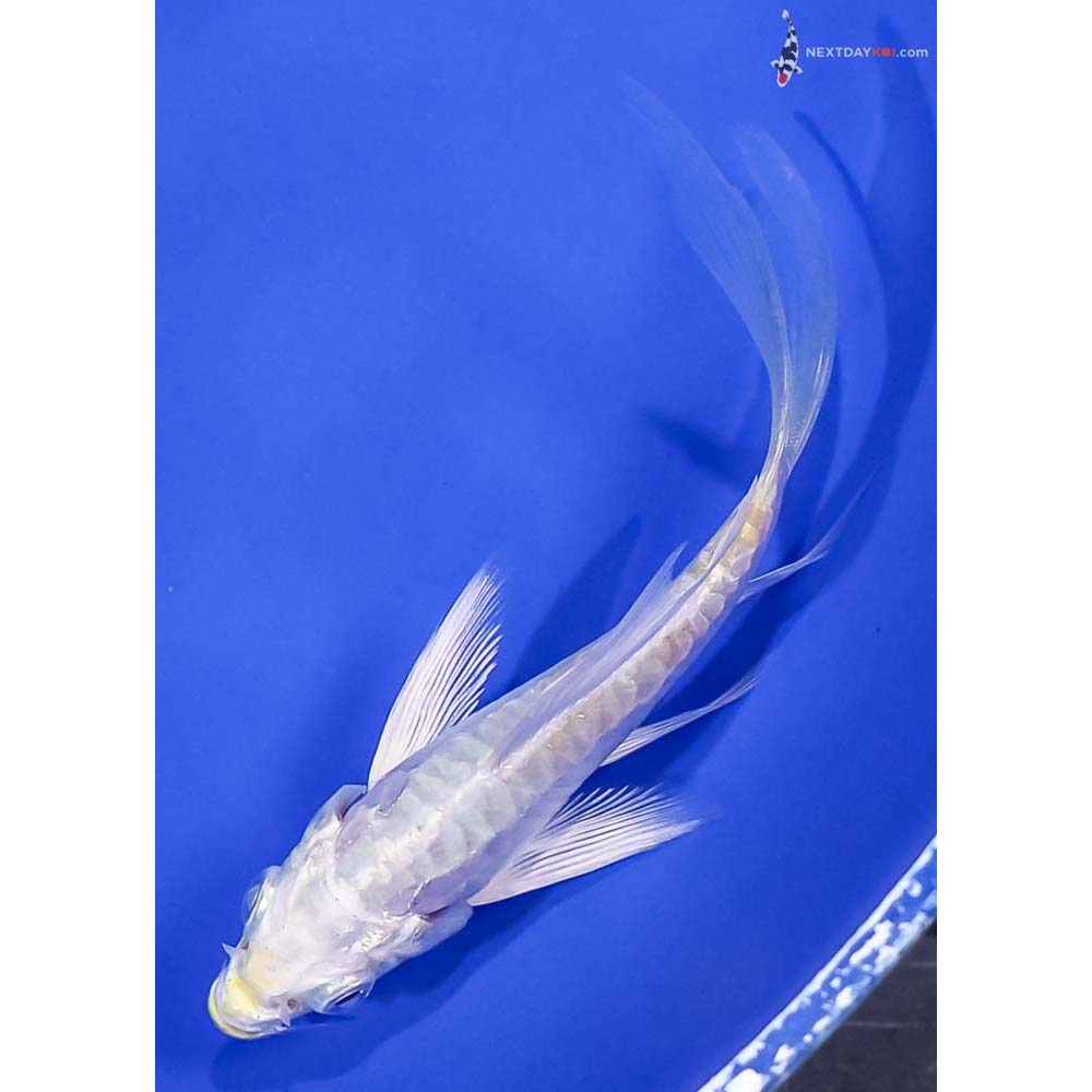 4” Imported Doitsu Lemon Hariwake Butterfly Koi