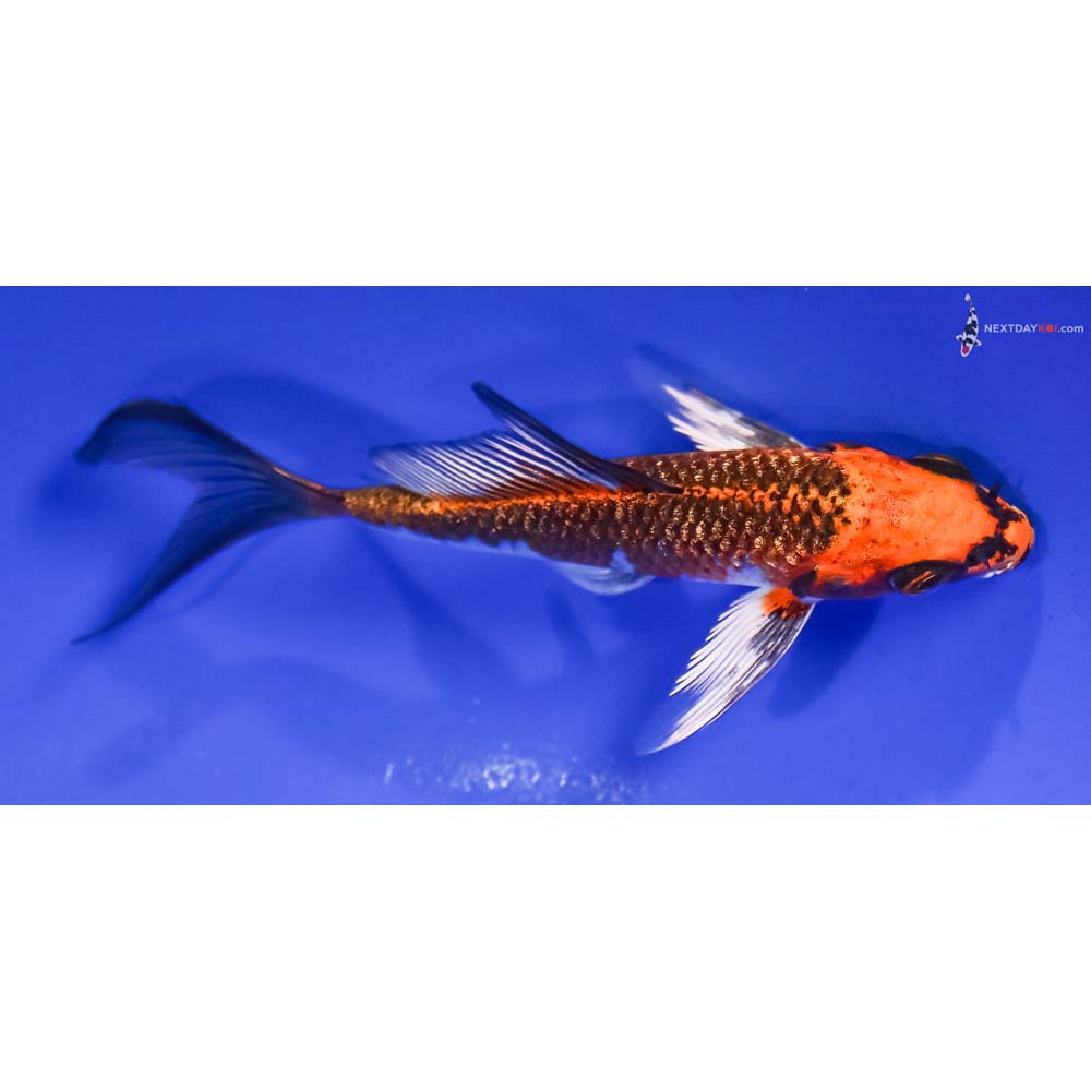4” Imported Gin Rin Kujaku Butterfly Koi
