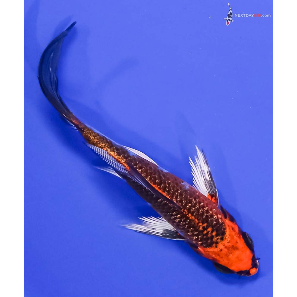 4” Imported Gin Rin Kujaku Butterfly Koi