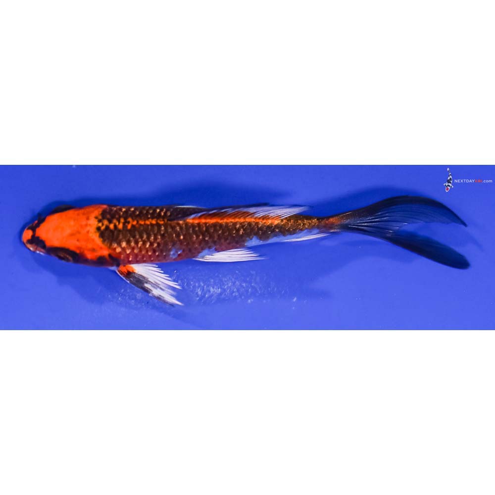 4” Imported Gin Rin Kujaku Butterfly Koi