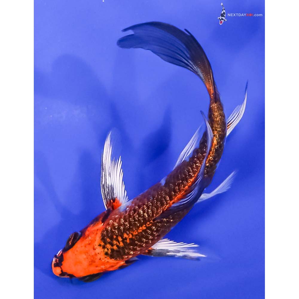 4” Imported Gin Rin Kujaku Butterfly Koi