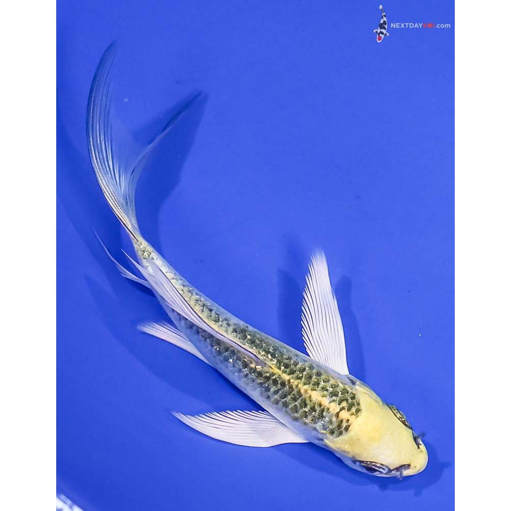 4.5” Imported Kujaku Butterfly Koi