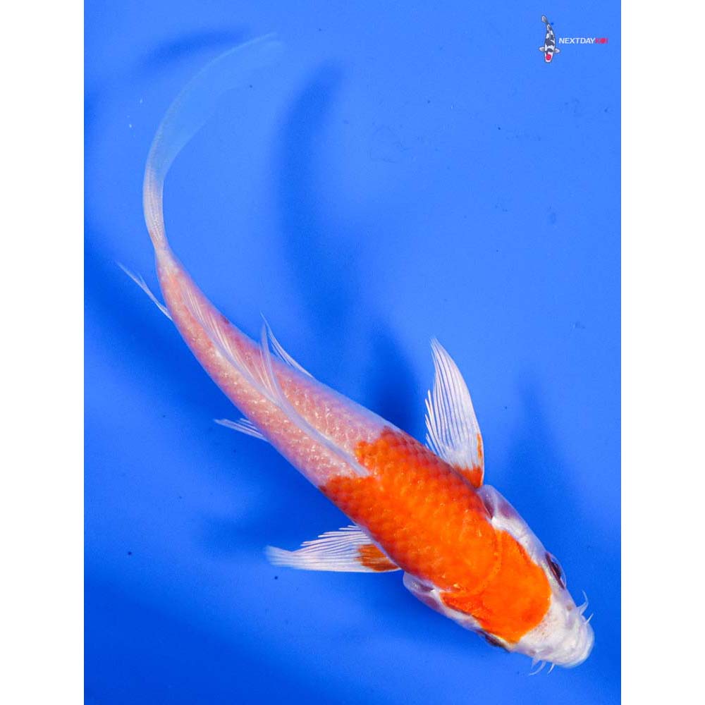 4” Imported Hariwake Butterfly Koi