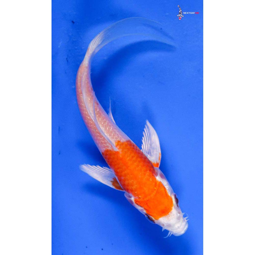 4” Imported Hariwake Butterfly Koi