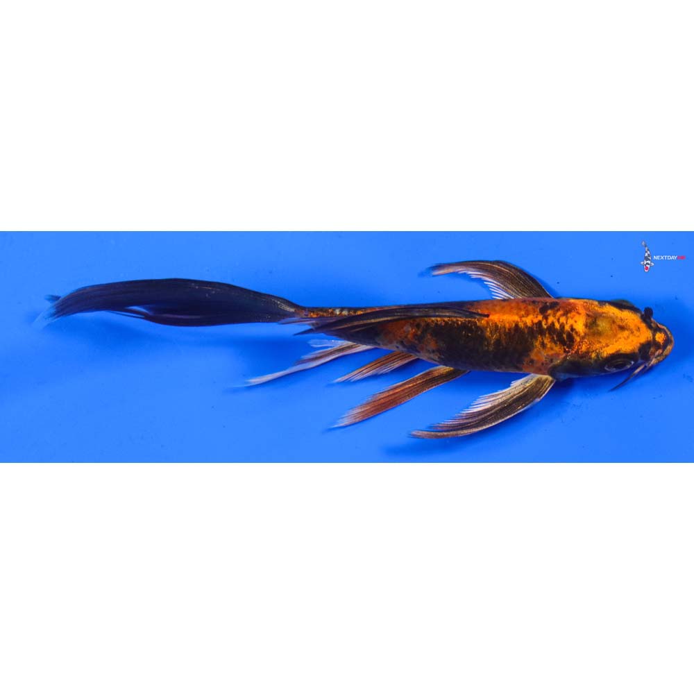 5” Imported Kin Hi Utsuri Butterfly Koi