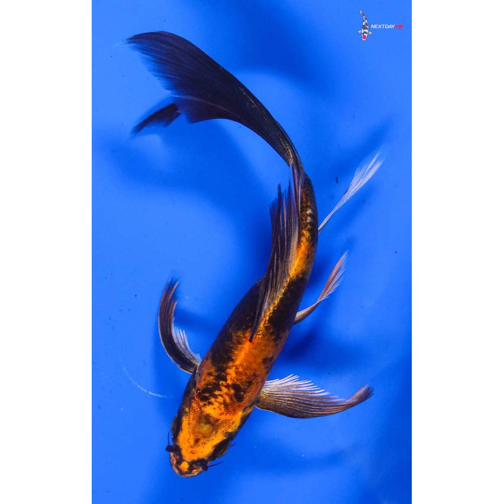 5” Imported Kin Hi Utsuri Butterfly Koi