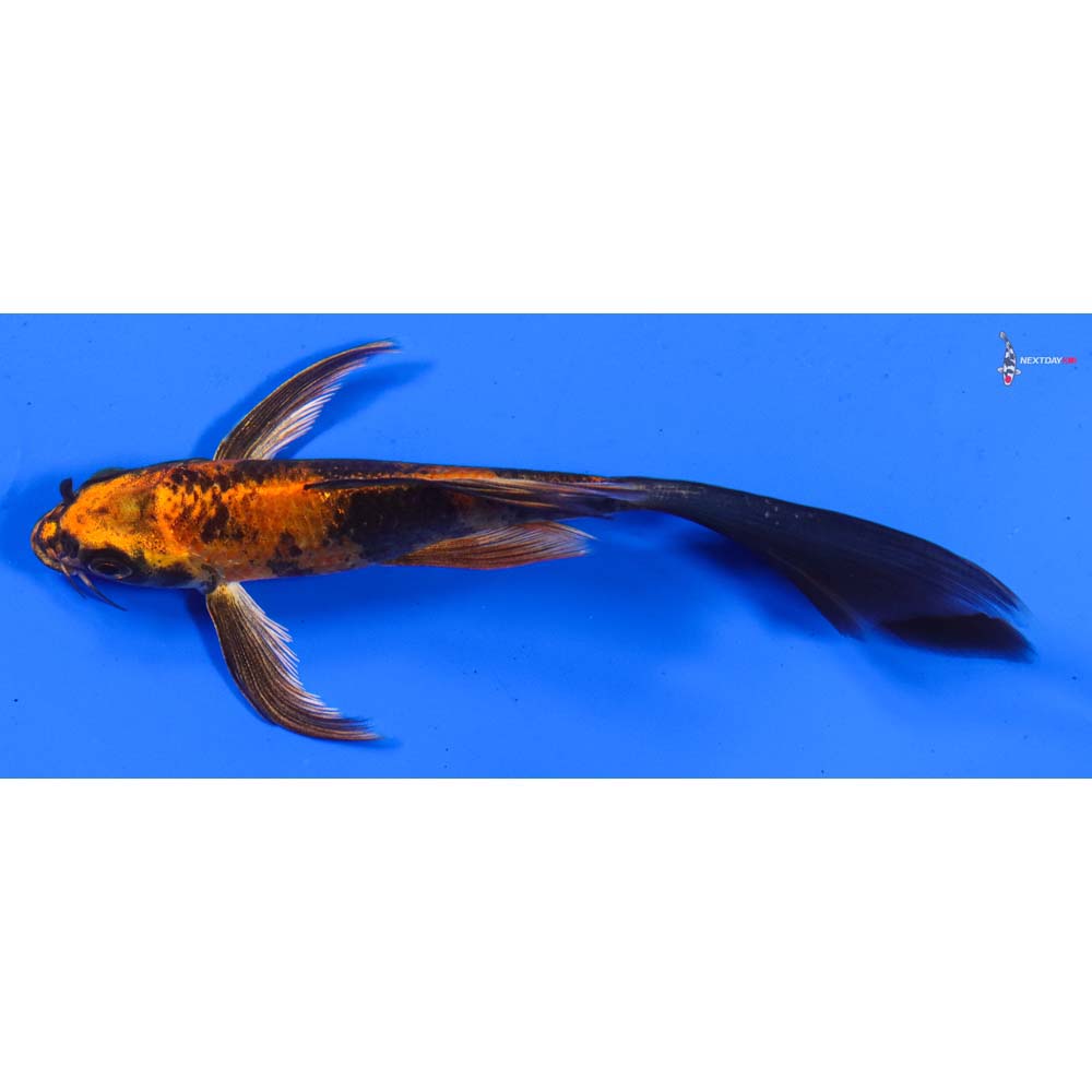 5” Imported Kin Hi Utsuri Butterfly Koi