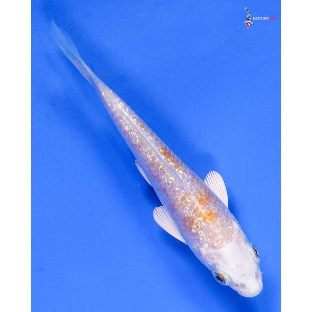 4” Imported Gin Rin Lemon Hariwake