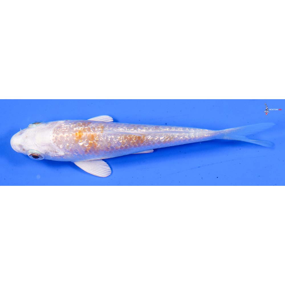 4” Imported Gin Rin Lemon Hariwake