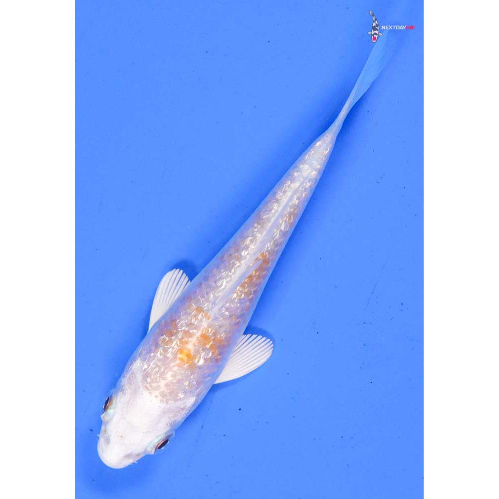 4” Imported Gin Rin Lemon Hariwake