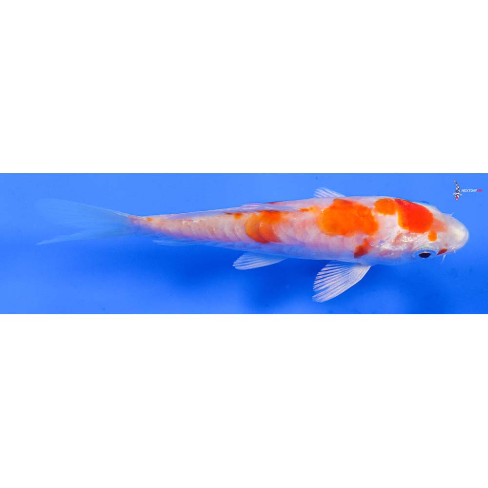 4” Imported Kikusui