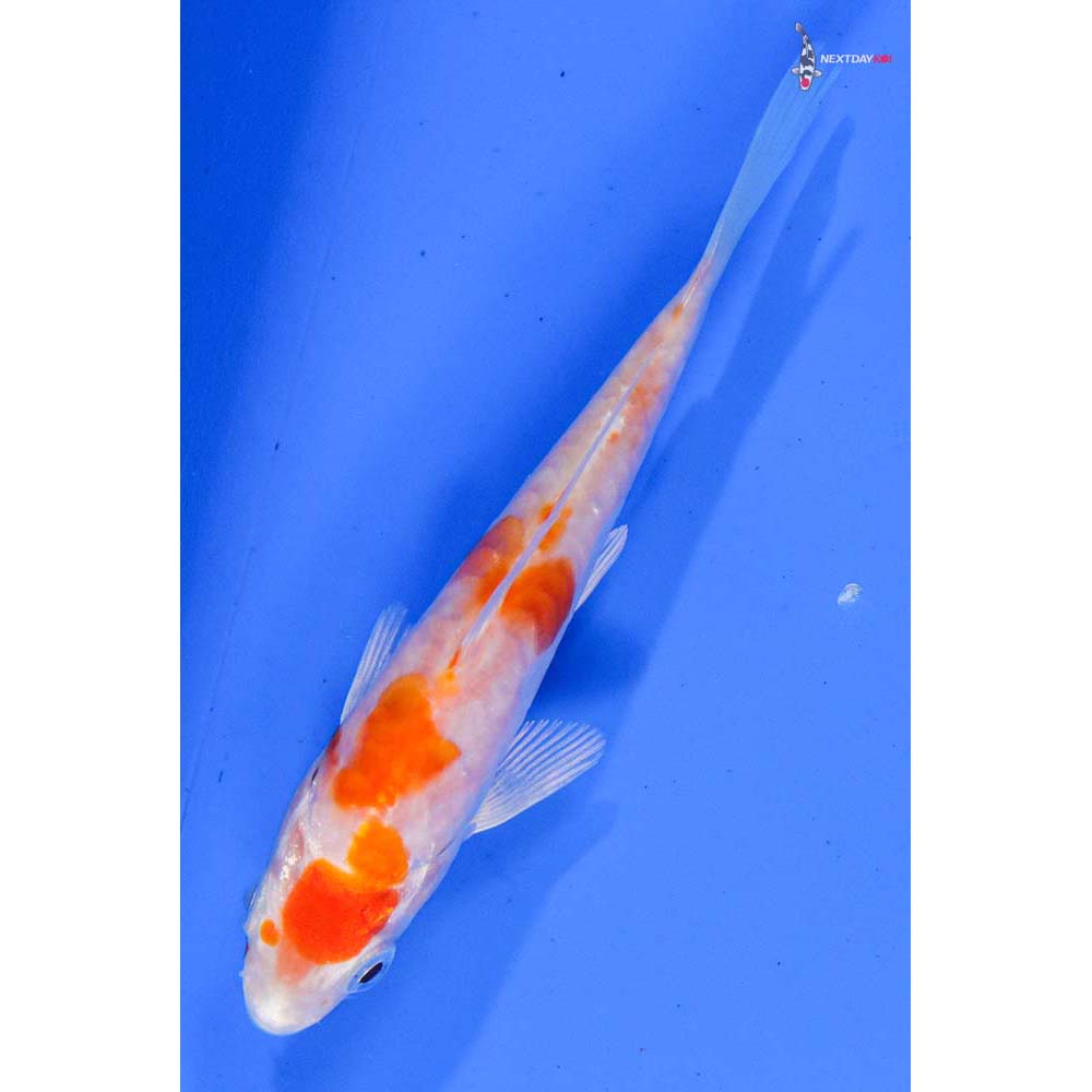 4” Imported Kikusui