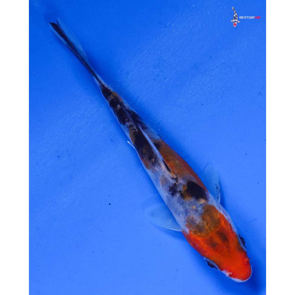 4” Imported Doitsu Sanke