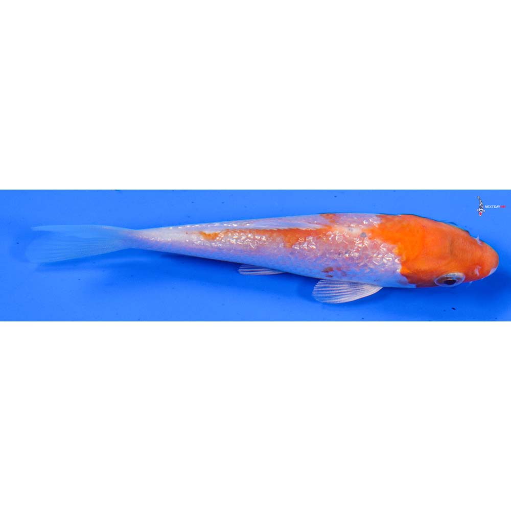 4” Imported Gin Rin Hariwake