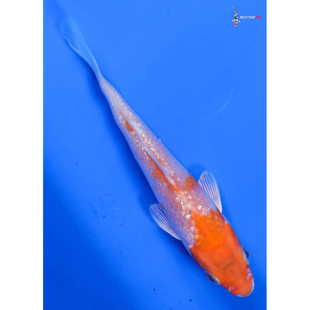 4” Imported Gin Rin Hariwake