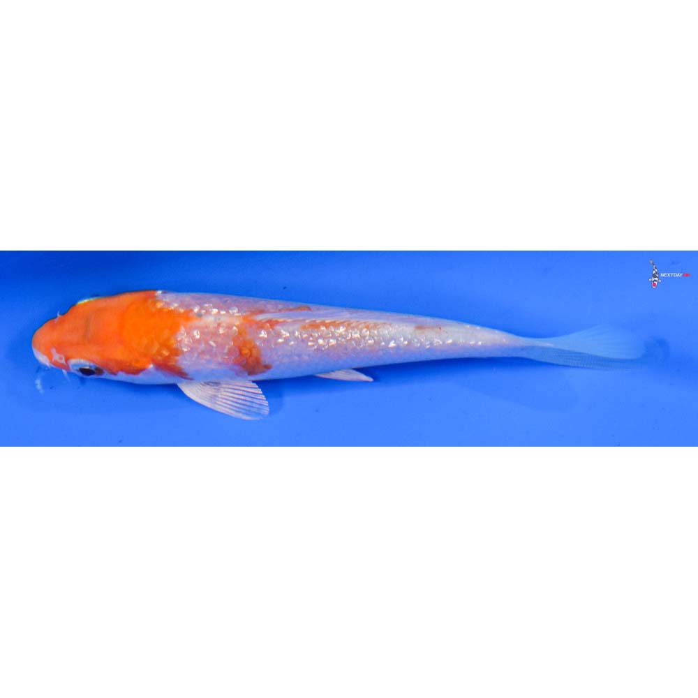 4” Imported Gin Rin Hariwake