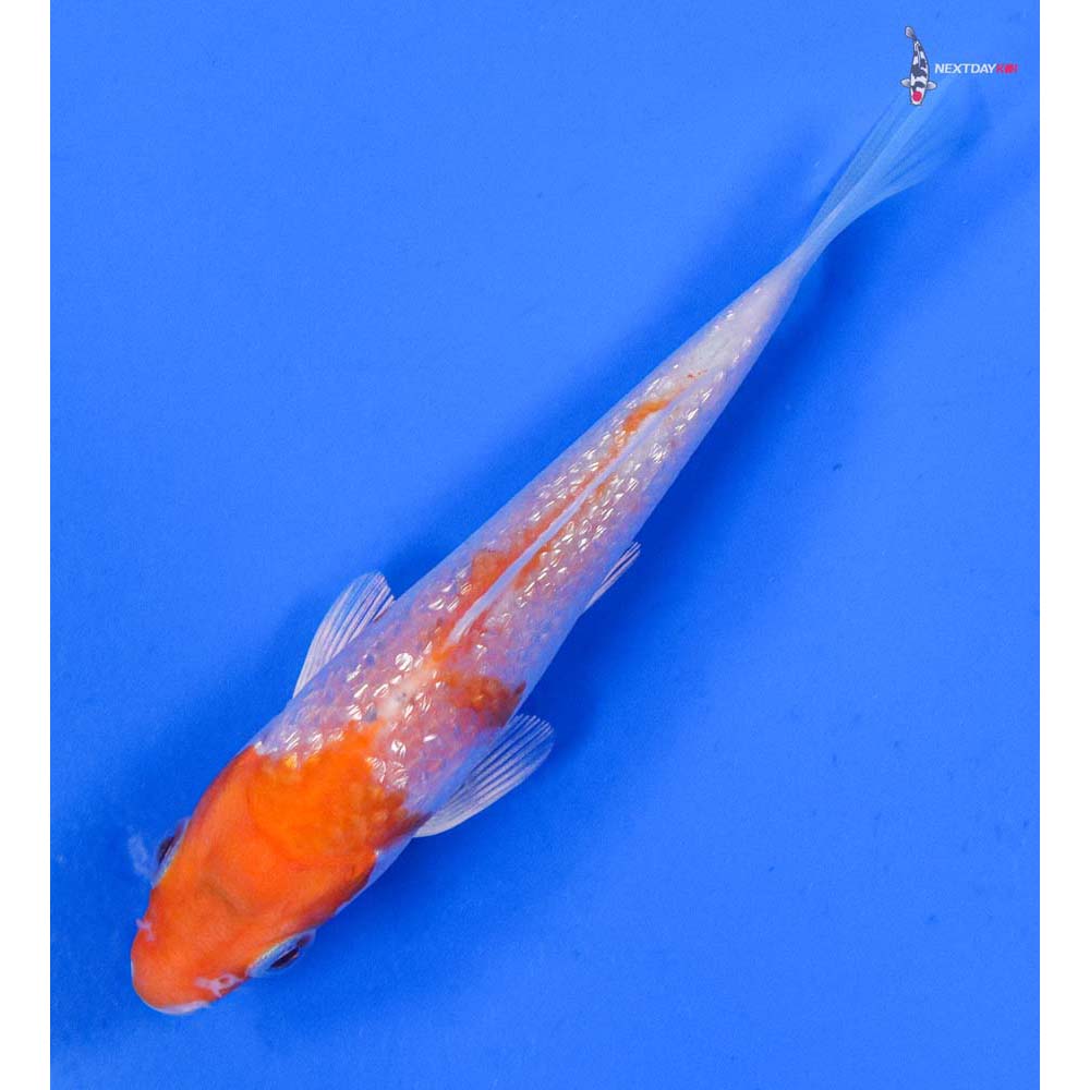 4” Imported Gin Rin Hariwake