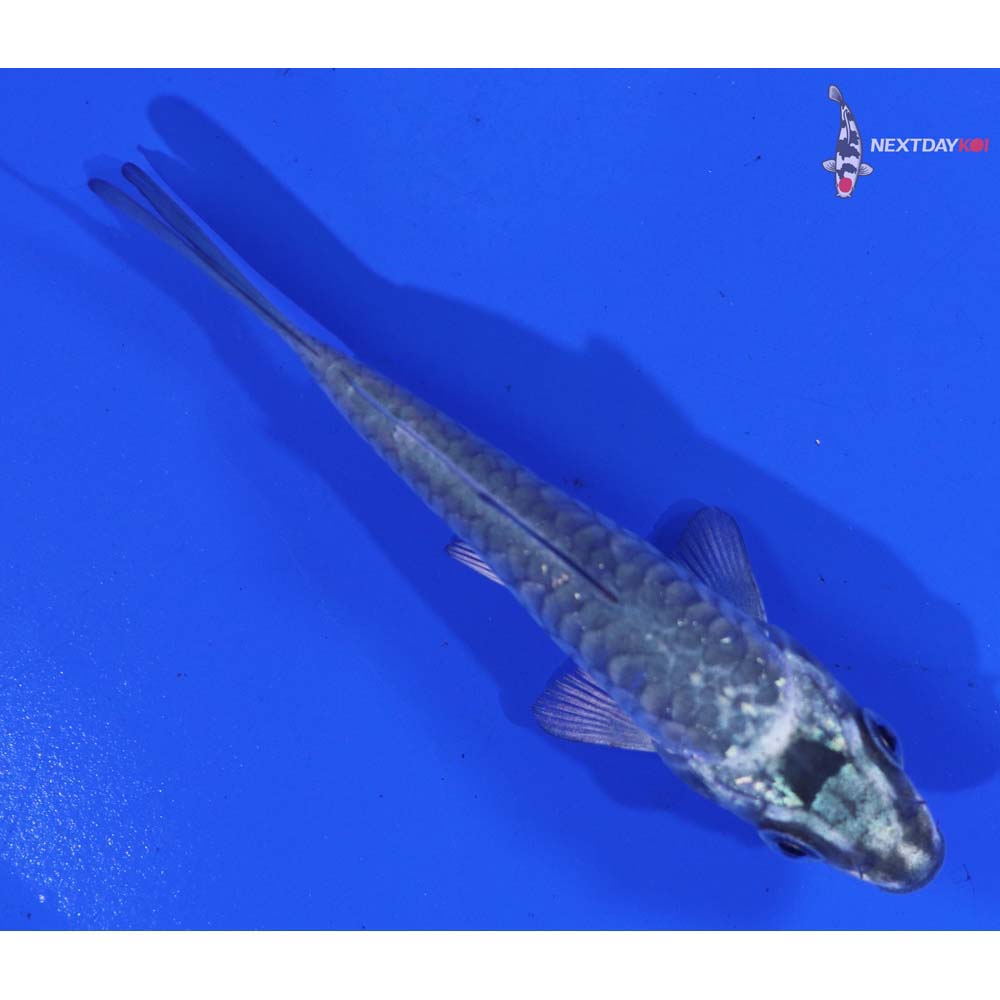3” Imported Armor Scaled Gin Matsuba