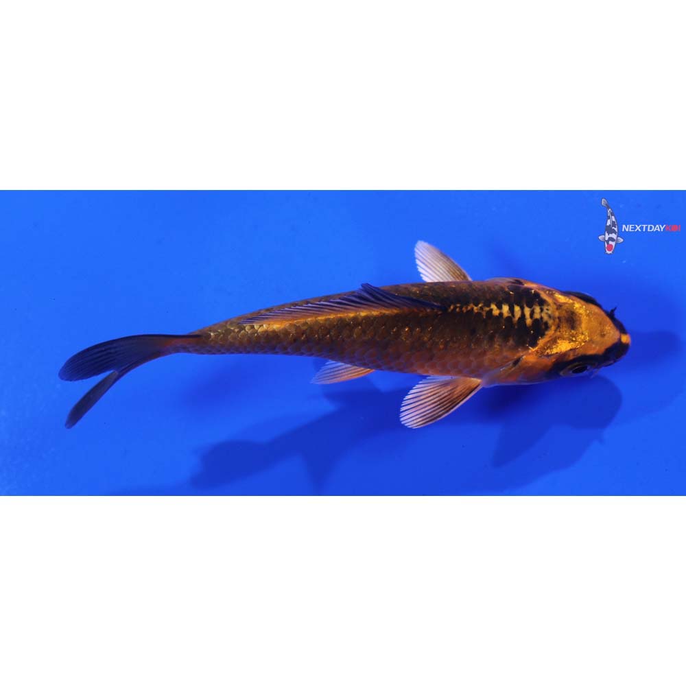 3.5” Imported Orenji Matsuba