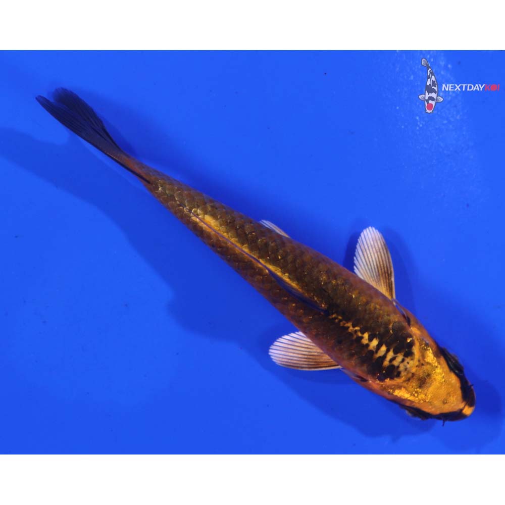 3.5” Imported Orenji Matsuba