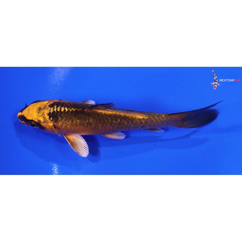 3.5” Imported Orenji Matsuba
