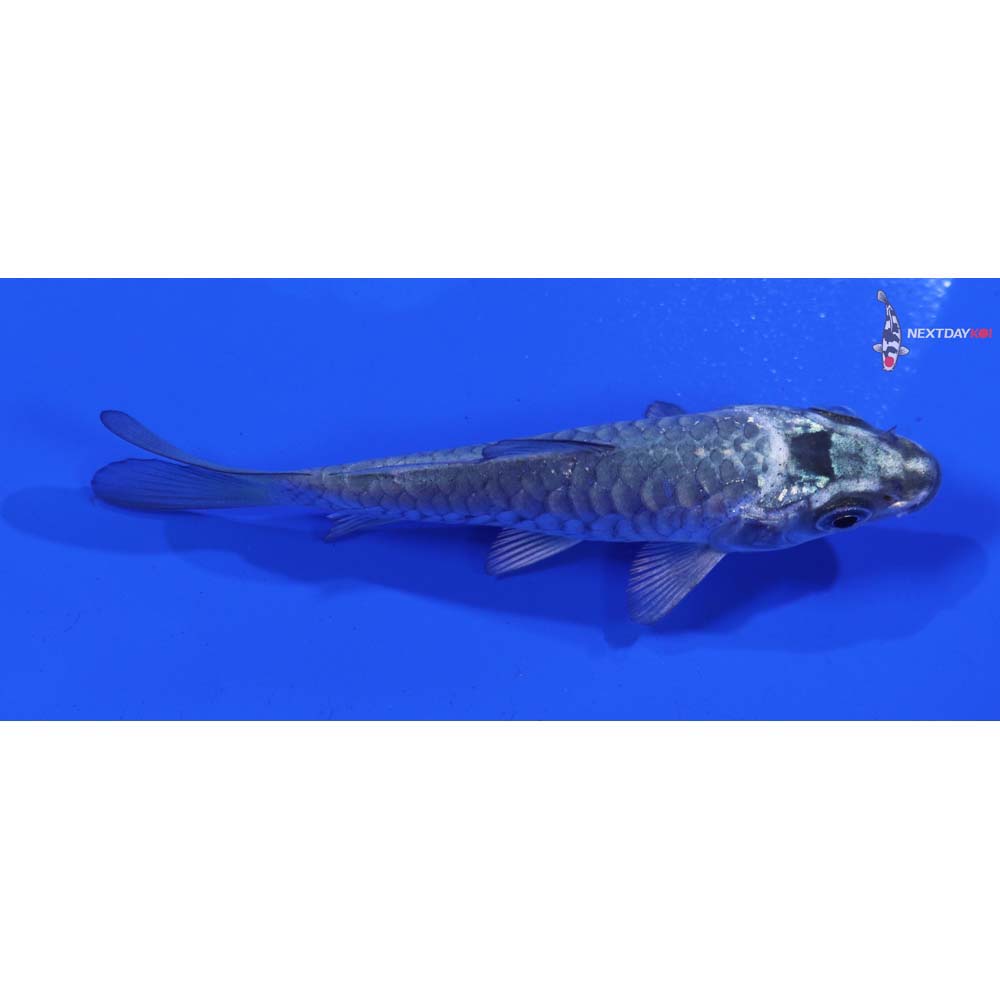 3” Imported Armor Scaled Gin Matsuba