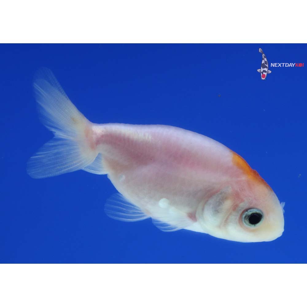 2” Imported Red and White Ranchu