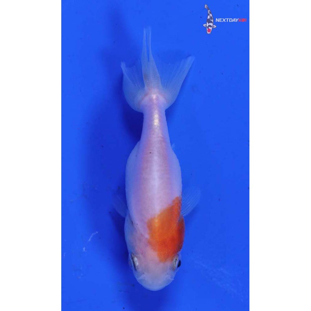 2” Imported Red and White Ranchu